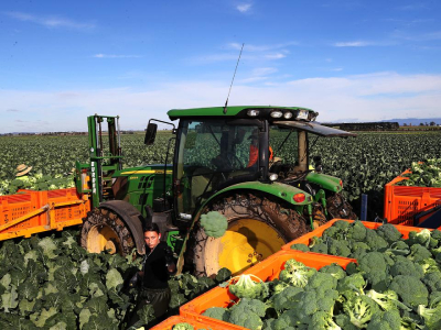 Predictive Harvest Intelligence